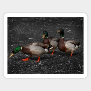 Mallard_3355A Sticker